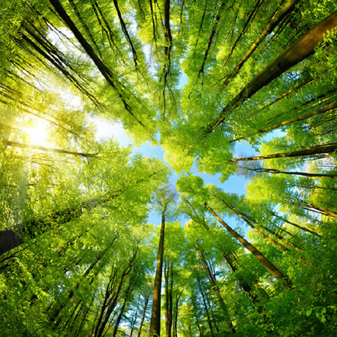 POV looking up at sky in forest